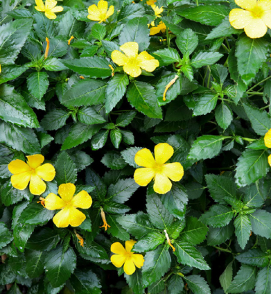 turenera